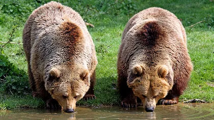Mii de turişti străini vin în România pentru rezervaţiile de urşi şi lupi