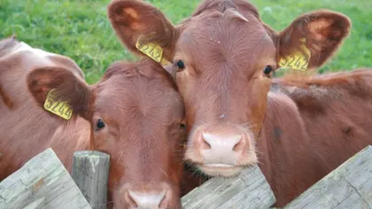 Boala vacii nebune, în România. Carnea infestată urma să ajungă în magazine