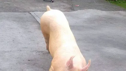 Incident DEOSEBIT în faţa unui templu budist. Un porc a fost filmat în timp ce se RUGA în GENUNCHI VIDEO