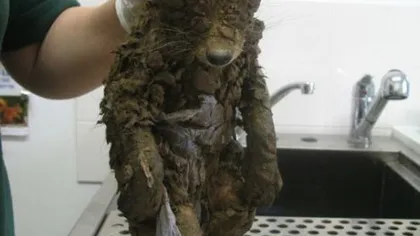 Au găsit un animal ÎNGROPAT în NOROI, la un pas de moarte. Când l-au spălat, au rămas cu gura căscată FOTO