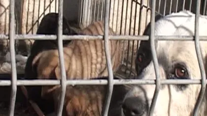 Cruzime fără margini la Năvodari, unde HINGHERII OMOARĂ câinii în bătaie VIDEO