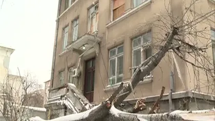 Copac prăbuşit, la Institutul Cantacuzino: Mai multe geamuri au fost sparte, iar aparatura distrusă VIDEO