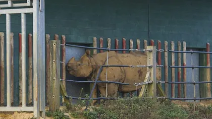 Teroare pe străzi, după ce un rinocer evadat de la zoo a ucis o femeie VIDEO