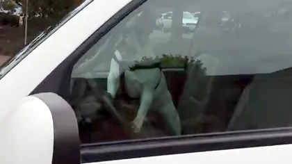 Reacţia unui câine impacientat după ce stăpânul îl lasă singur în maşină. A atras atenţia trecătorilor  FOTO