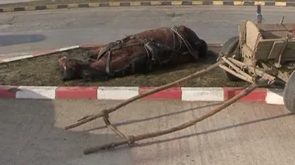 Imagini sfâşietoare. Un cal epuizat se zbate în agonie pe marginea şoselei, medicul a refuzat să-l ajute VIDEO