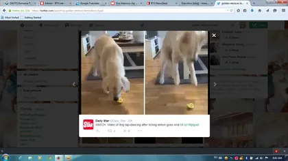 Cum reacţionează un câine după ce a gustat prima oară o lămâie. Fază amuzantă cu un Golden Retriever VIDEO