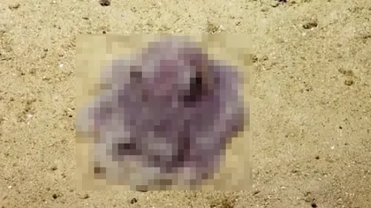 ATRACŢIA INTERNETULUI. O caracatiţă care seamănă cu ELEFANTUL DUMBO face furori VIDEO