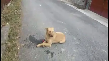 Imagini ŞOCANTE în Buşteni. Un câine tranchilizat, ABANDONAT de hingheri