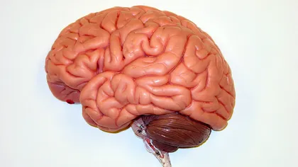 Lucruri uimitoare despre creierul uman