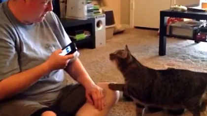 A încercat să vorbească cu PISICA printr-o aplicaţie specială de telefon, însă reacţia felinei a UIMIT VIDEO