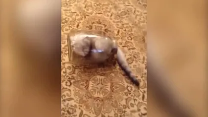 I se spune pisica Houdini: Ce face o mâţă blocată într-un borcan VIDEO
