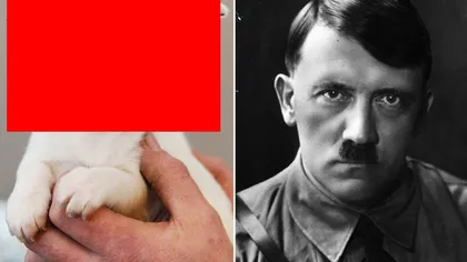 Reîncarnarea lui ADOLF HITLER într-un CÂINE: Cum arată patrupedul care seamănă perfect cu liderul nazist FOTO