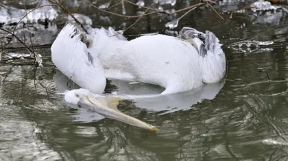 STARE DE ALERTĂ. GRIPA AVIARĂ a ajuns în România. Pelicani morţi în DELTA DUNĂRII