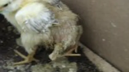 Anomalie biologică în curtea unei familii din Alba Iulia: Puiul cu patru picioare VIDEO