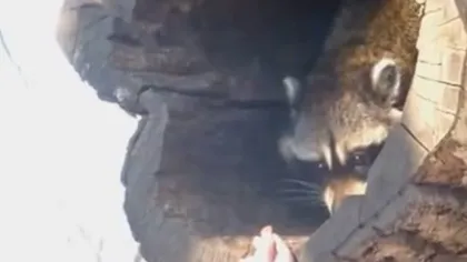 Reacţia unui RATON AMUZANT care primeşte de mâncare VIDEO