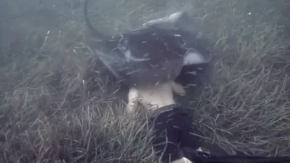 Imagini inedite surprinse sub apă. O pisică de mare curioasă 