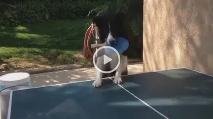 Să vezi şi să nu crezi. Un câine joacă ping-pong cu stăpânul său VIDEO