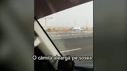 Clipul zilei. Un arab desculţ aleargă după o cămilă pe AUTOSTRADĂ VIDEO