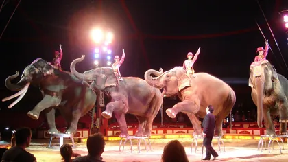 Comisia pentru Agricultură a respins interzicerea folosirii animalelor sălbatice la circ