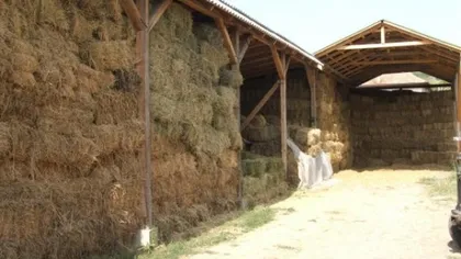 Autorităţile au înlemnit când au văzut ce ascundea un ţăran după nişte baloţi uriaşi de fân FOTO