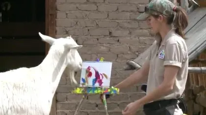 A ales cariera de artistă. O capră a învăţat să PICTEZE şi vinde tablouri pe bandă rulantă VIDEO
