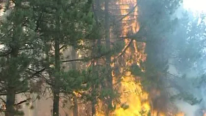 INCENDIU puternic de vegetaţie, în Bihor. Un bărbat a murit