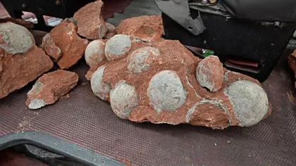 Incredibil: Zeci de ouă de dinozaur, descoperite în centrul unui oraş din China VIDEO