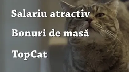 O firmă românească angajează o pisică VIDEO