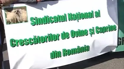 Protest cu tălăngi în faţa Guvernului. Ce i-a adus la Bucureşti pe crescătorii de bovine şi ovine