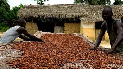 Recolta slabă de cacao în Ghana: Preţurile la ciocolată sunt în creştere
