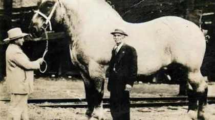 Iată cel mai mare cal care a trăit vreodată. Avea 1500 de kilograme FOTO