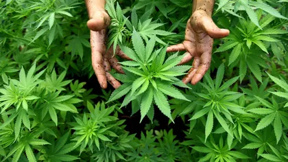 O ţară importantă din UE ar putea legaliza cannabisul