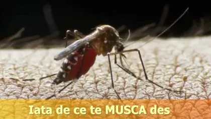 Iată de ce te muşcă des ţânţarii