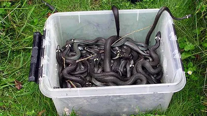 Invazie de şerpi în România. Oamenii sunt îngroziţi