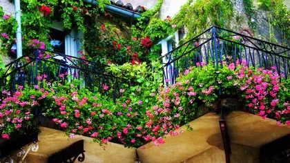 Cum să îţi transformi balconul într-o adevărată grădină GALERIE FOTO
