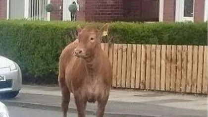 Vaca Bessie fugită dintr-o rezervaţie a fost împuşcată în cap de poliţişti. Oamenii au ţinut priveghi VIDEO