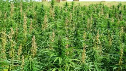 Femeie reţinută după ce în locuinţa sa au fost găsite aproape 4 kilograme de fragmente vegetale şi o cultură de cannabis