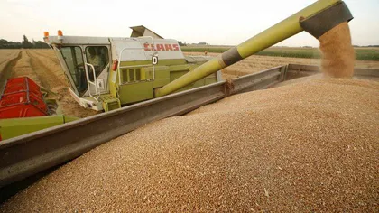 Egiptul a cumpărat sute de mii de tone de grâu din România şi Rusia