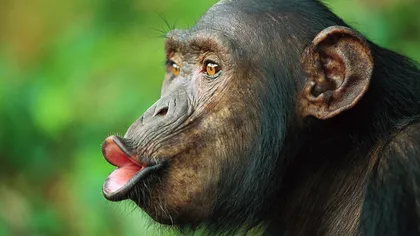 Cimpanzeii din sălbăticie beau cu plăcere vin de palmier produs de oameni