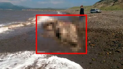 Creatură bizară descoperită pe o plajă: Are BLANĂ şi CIOC FOTO