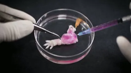PREMIERĂ. Un PICIOR de şobolan a fost recreat în laborator VIDEO