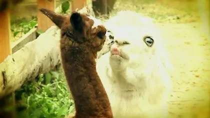 Premieră naţională. Primul pui de lamă născut în captivitate a venit pe lume în Constanţa VIDEO