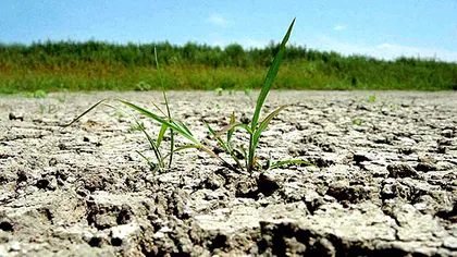 În Buzău nu a mai plouat de două luni: Culturile, compromise din cauza secetei