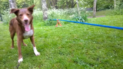 Un câine UIMITOR a învăţat un truc de care nici oamenii nu sunt în stare: Stă în două labe pe o frânghie VIDEO