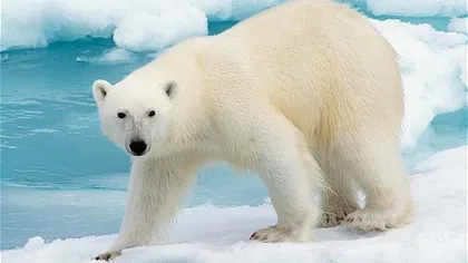 Urşii polari au început să mănânce delfini. Cum explică cercetătorii