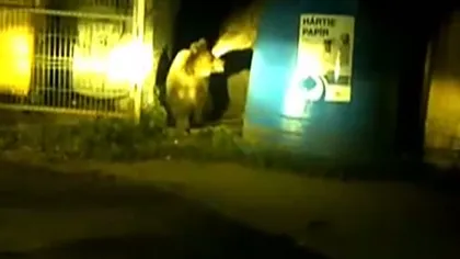 Panică în Băile Tuşnad: Urşii intră în casele oamenilor