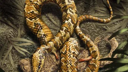 Şarpe patruped descoperit în Brazilia VIDEO