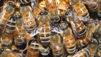 Albinele fac victime în Maramureş. O femeie a murit, iar un bărbat se zbate între viaţă şi moarte