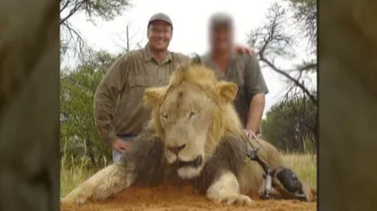 A vrut o experienţă de neuitat şi a ucis cel mai cunoscut leu din Zimbabwe VIDEO