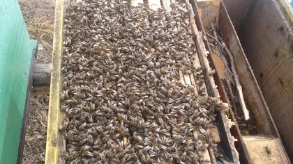 Invazie de albine în Gorj VIDEO